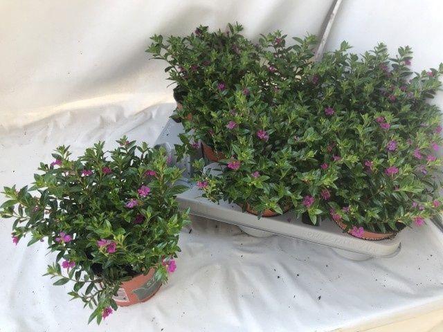 Горшечные цветы и растения оптом Cuph Hyssopifolia от 8шт из Голландии с доставкой по России