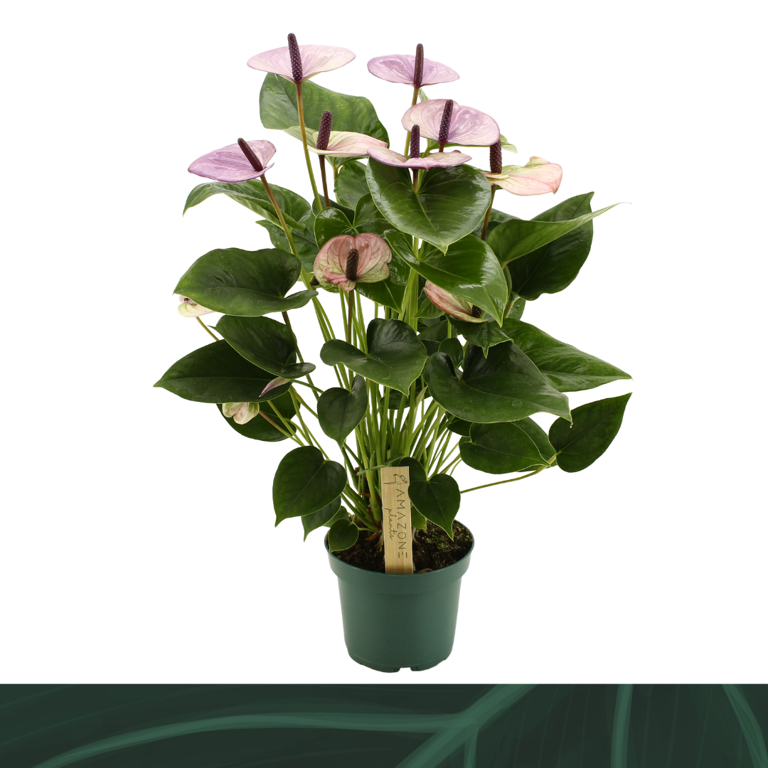 Горшечные цветы и растения оптом Anth An Laguna 5+ от 10шт из Голландии с доставкой по России