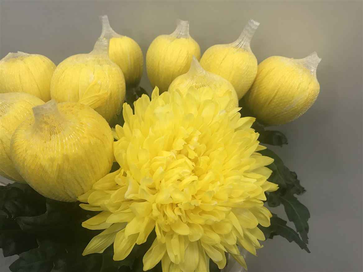 Срезанные цветы оптом Chrys bl paint antonov yellow от 40шт из Голландии с доставкой по России