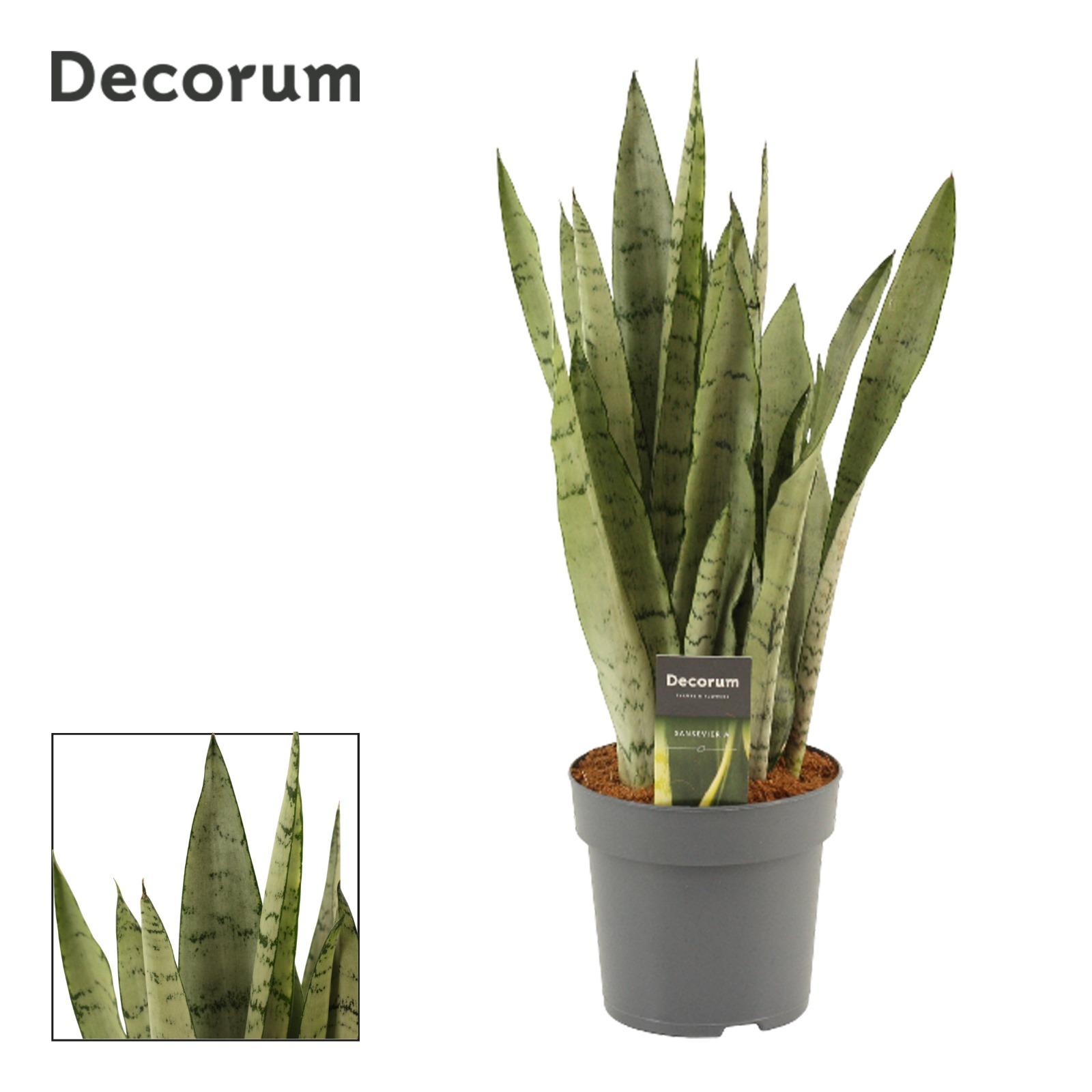 Горшечные цветы и растения оптом Sansevieria Peppermint (decorum) от 4шт из Голландии с доставкой по России