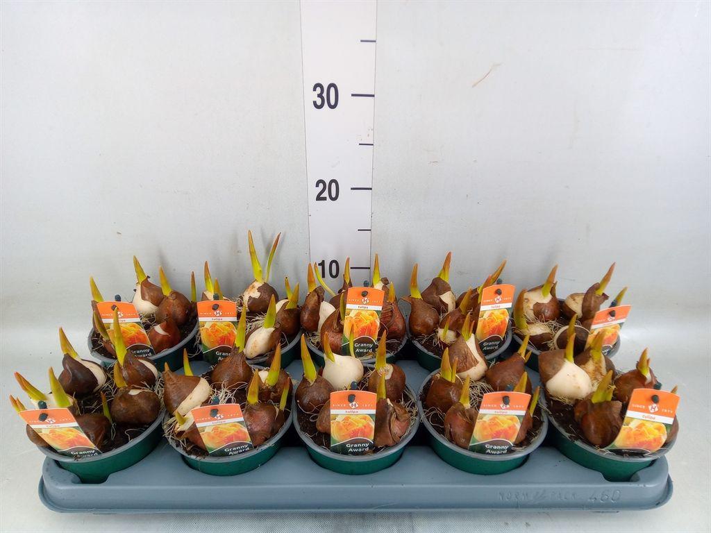 Горшечные цветы и растения оптом Tulipa   ... от 10шт из Голландии с доставкой по России