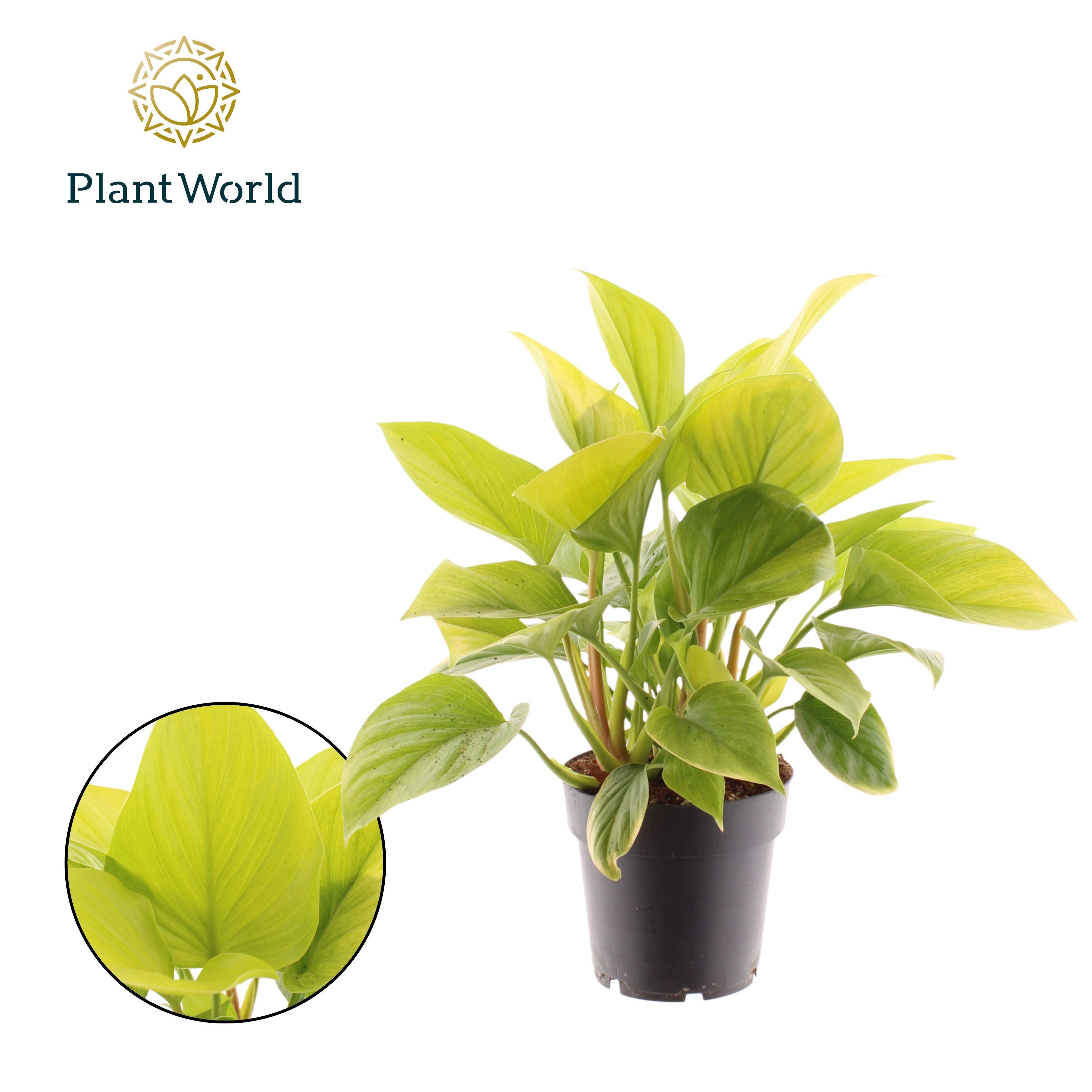Горшечные цветы и растения оптом Homalomena Lemon Lime от 7шт из Голландии с доставкой по России