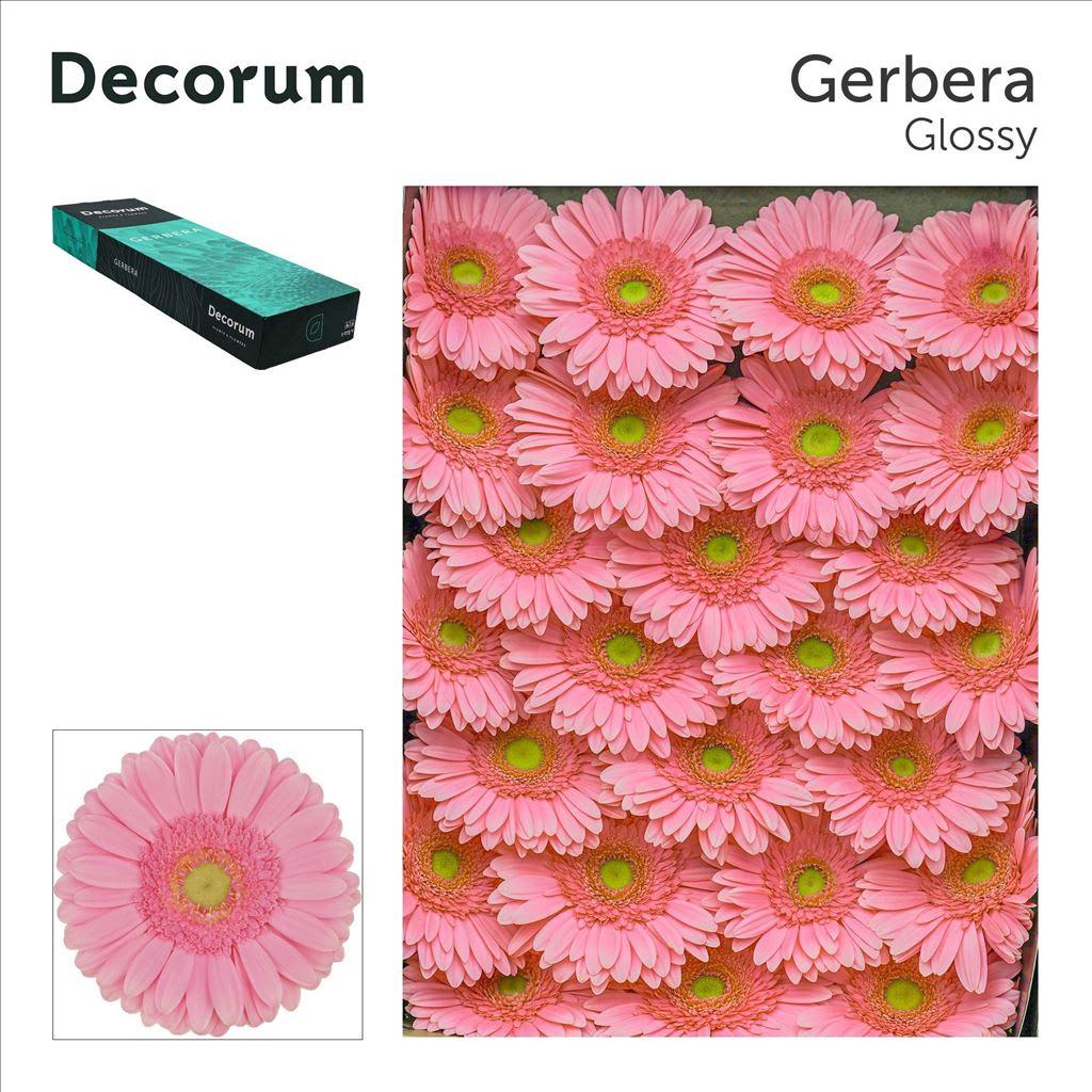 Срезанные цветы оптом Gerbera glossy от 50шт из Голландии с доставкой по России
