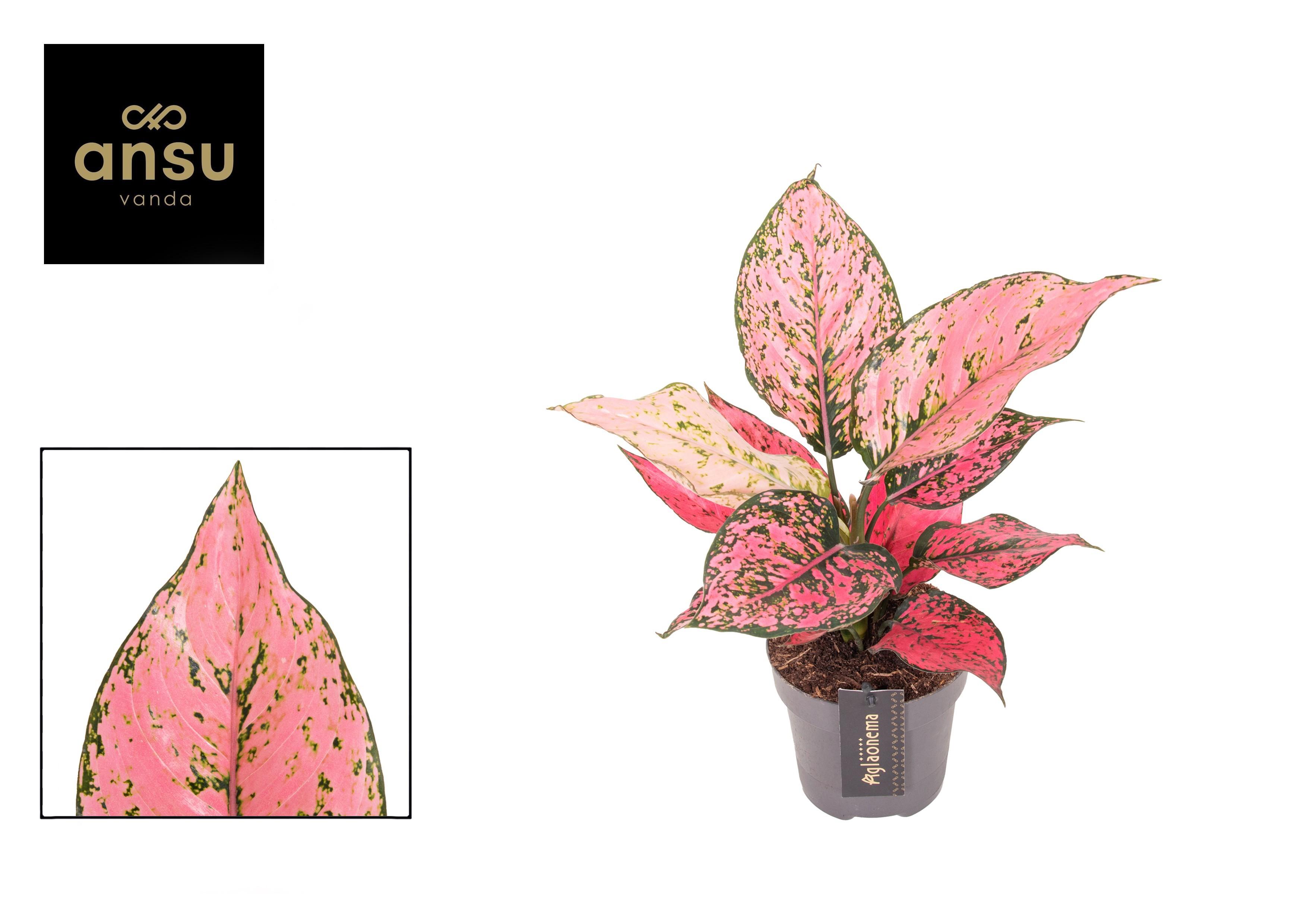 Горшечные цветы и растения оптом Aglaonema Spicy Pink от 6шт из Голландии с доставкой по России