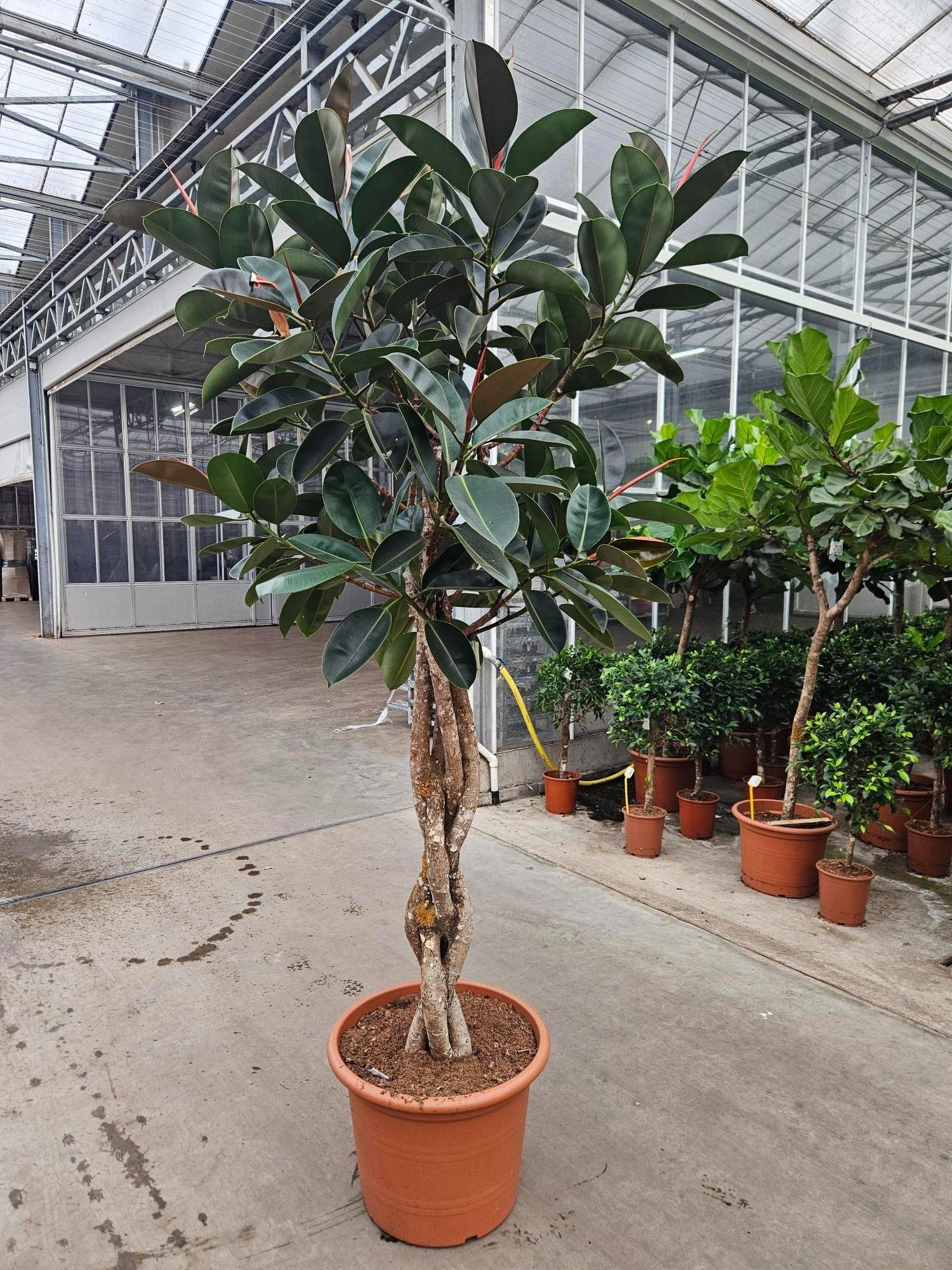 Горшечные цветы и растения оптом Ficus Burgundy от 1шт из Голландии с доставкой по России