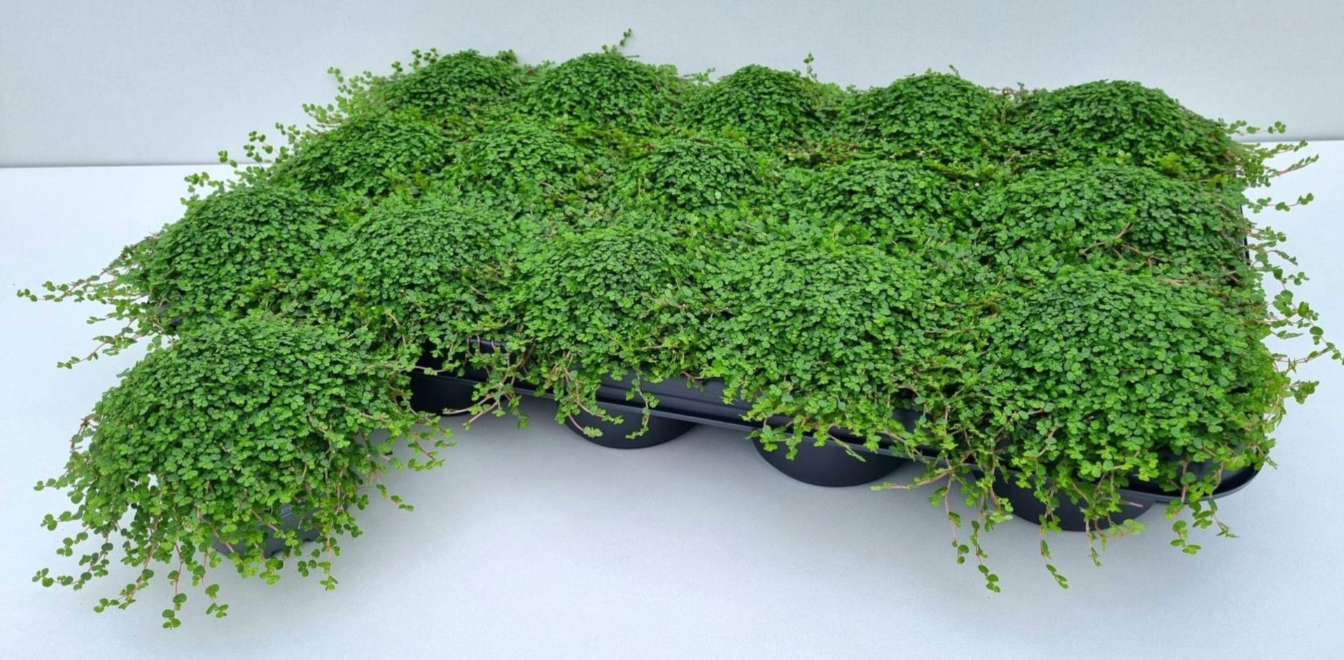 Горшечные цветы и растения оптом Soleirolia Soleirolii   ...green от 15шт (для телеги) из Голландии с доставкой по России