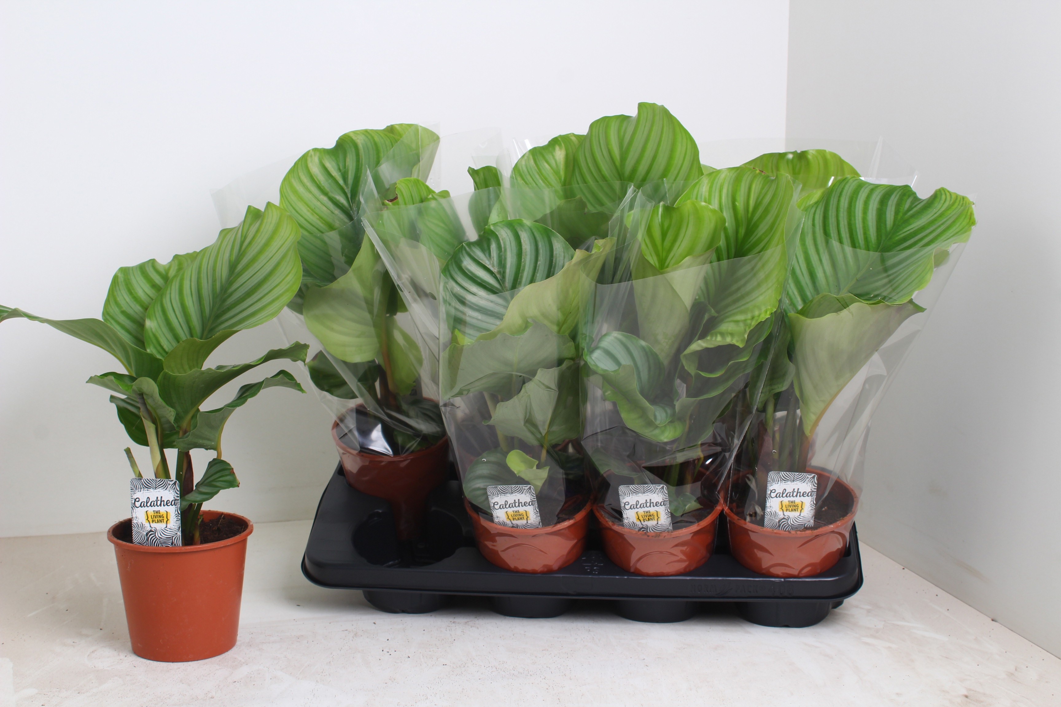 Горшечные цветы и растения оптом Calat Orbifolia от 8шт из Голландии с доставкой по России