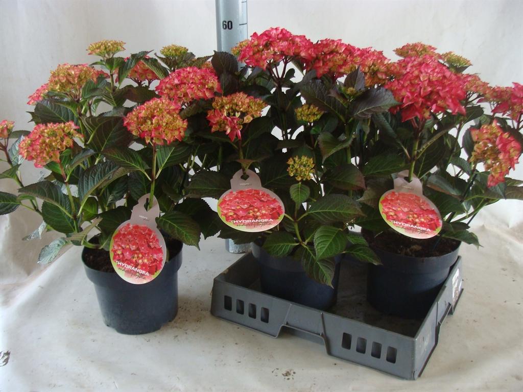 Горшечные цветы и растения оптом Hydrangea Mac. от 3шт из Голландии с доставкой по России