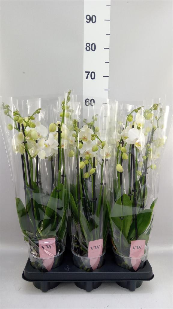 Горшечные цветы и растения оптом Phalaenopsis ant Inverness от 6шт из Голландии с доставкой по России