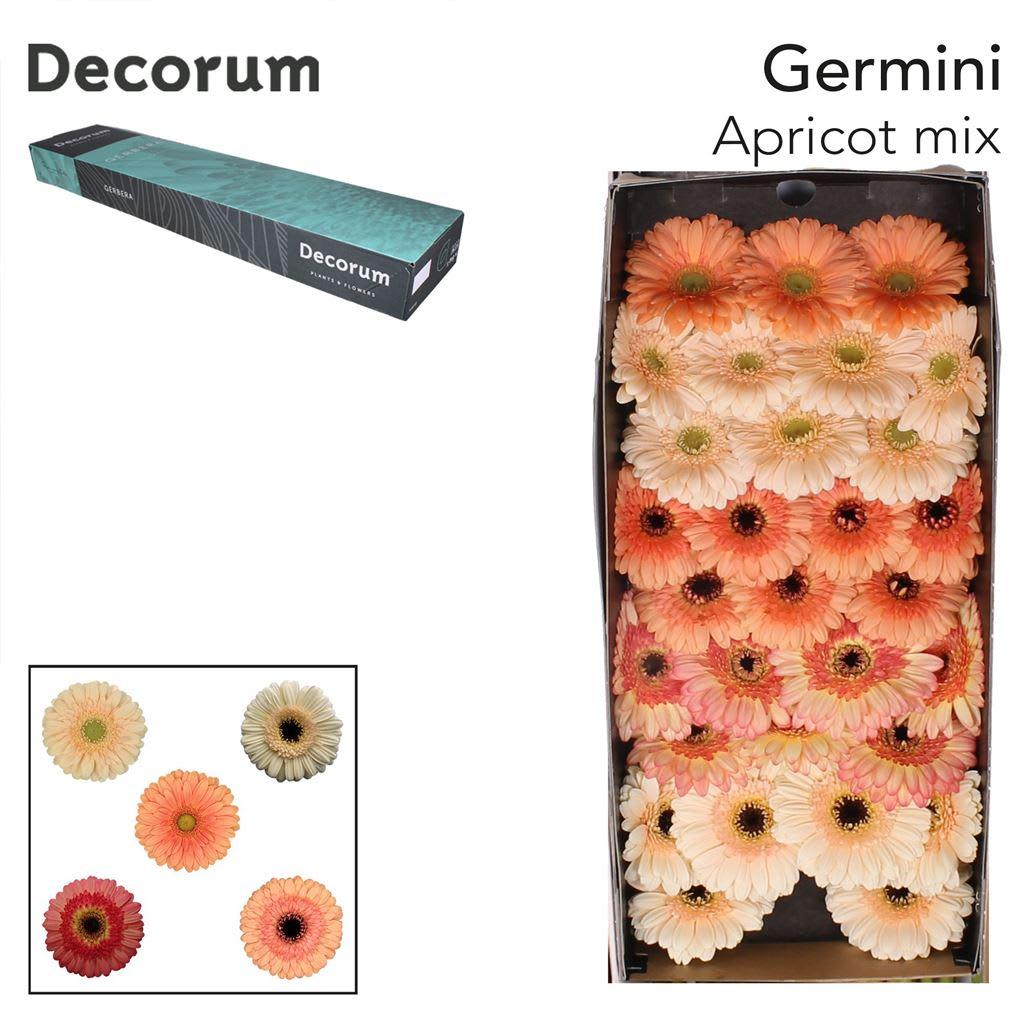 Срезанные цветы оптом Germini mix apricot от 60шт из Голландии с доставкой по России