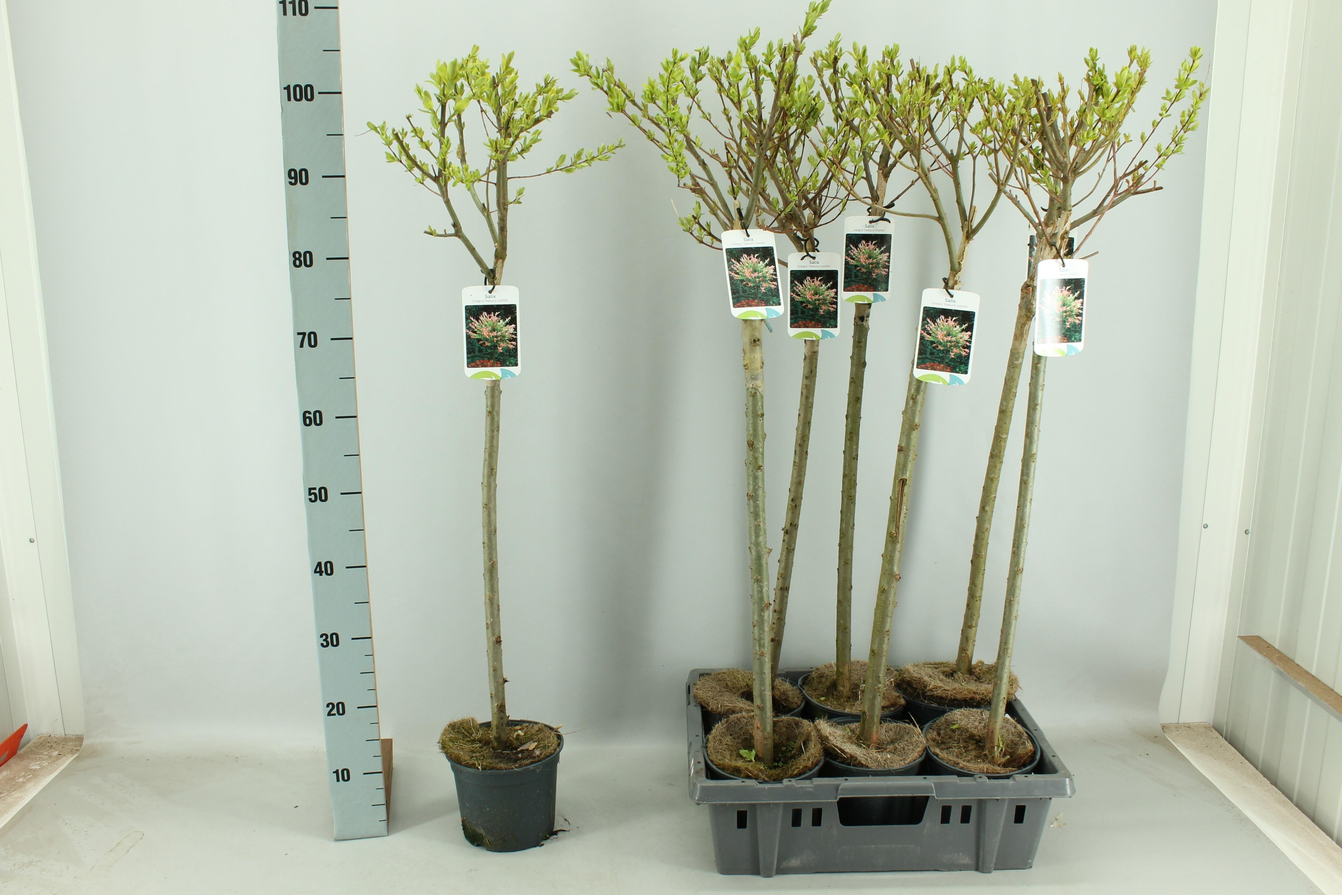 Горшечные цветы и растения оптом Salix In Hakuro Nish от 6шт из Голландии с доставкой по России