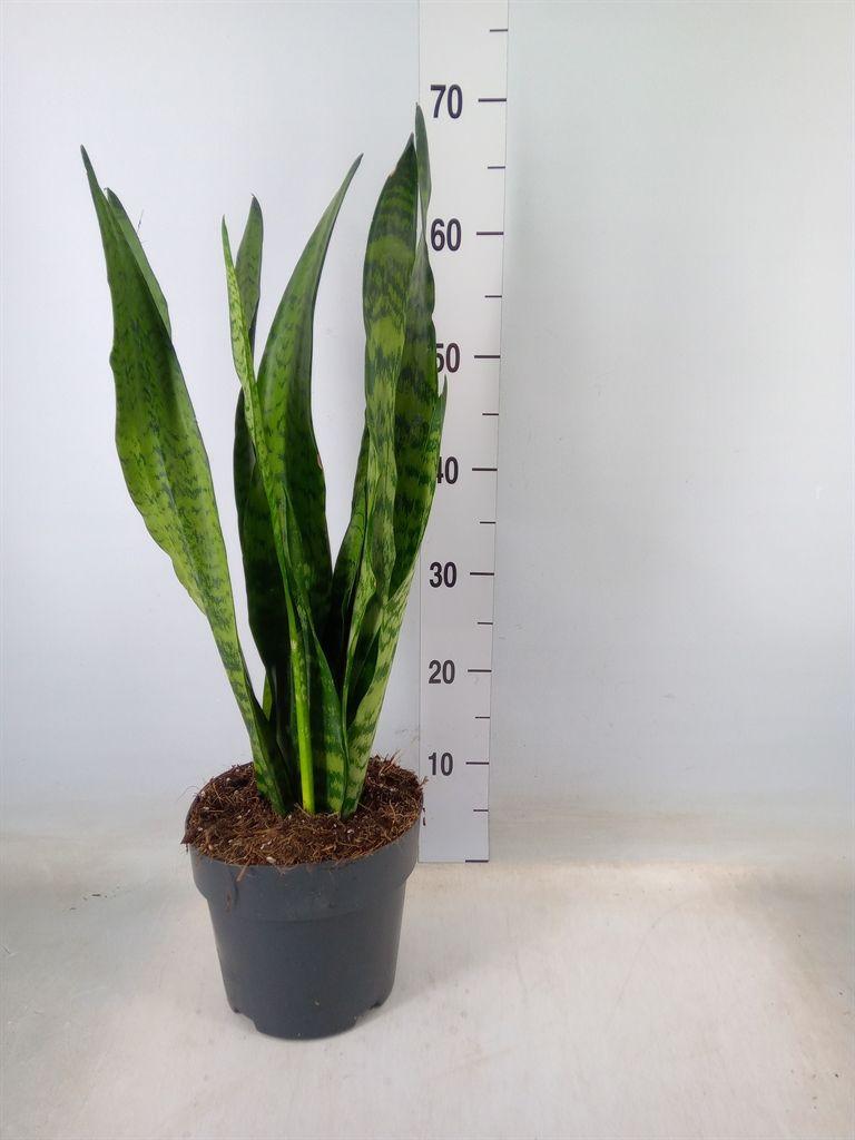 Горшечные цветы и растения оптом Sansevieria Zeylanica от 1шт из Голландии с доставкой по России