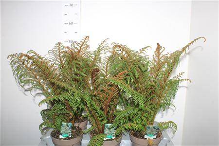 Горшечные цветы и растения оптом Cyathea Tomentosissi от 6шт из Голландии с доставкой по России