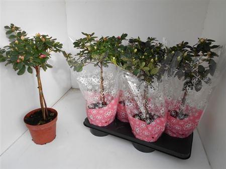 Горшечные цветы и растения оптом Rhodo Si Ov Stam от 4шт из Голландии с доставкой по России