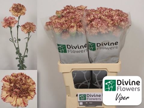 Срезанные цветы оптом Dianthus st viper от 80шт. из Голландии с доставкой по России