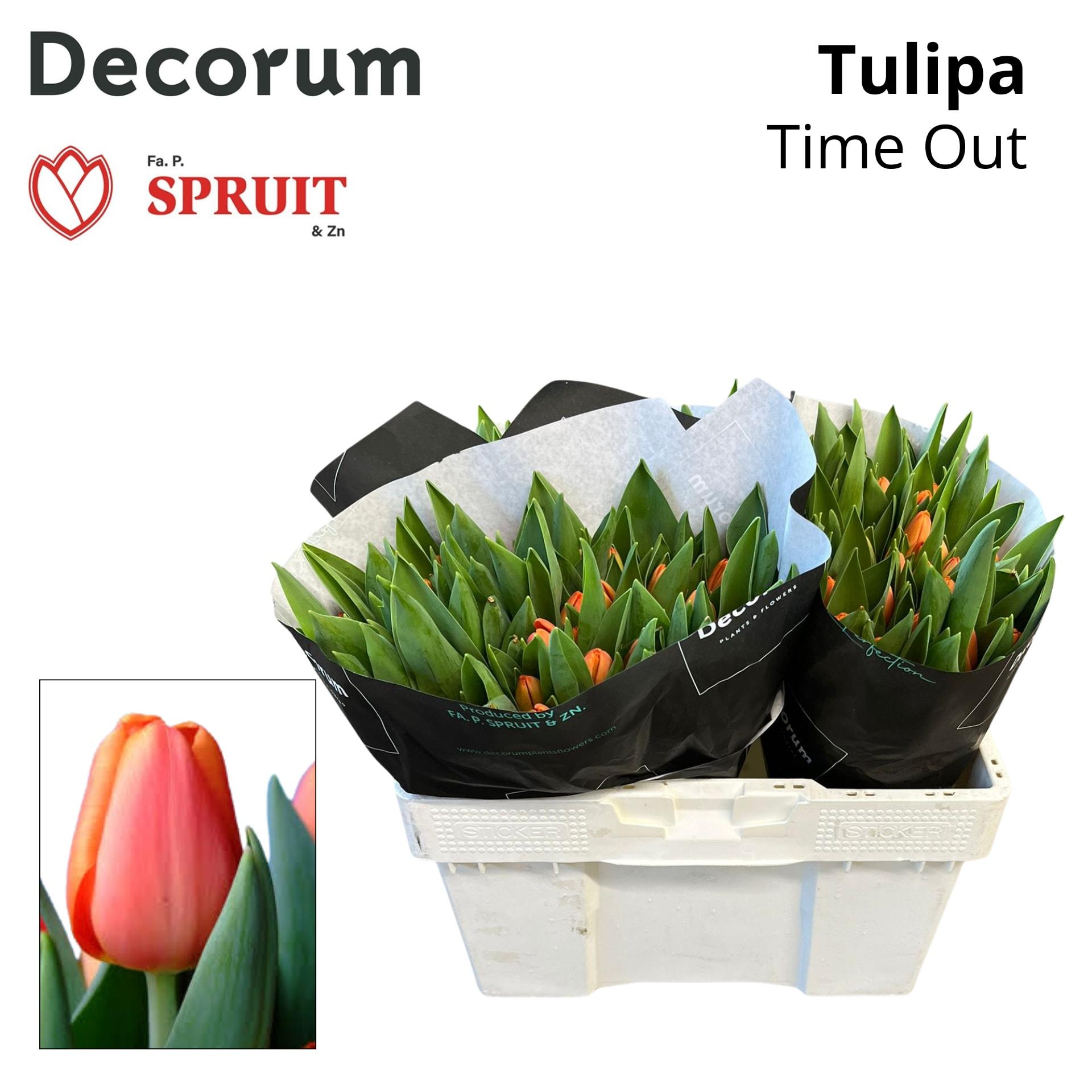 Срезанные цветы оптом Tulipa si time out от 150шт из Голландии с доставкой по России