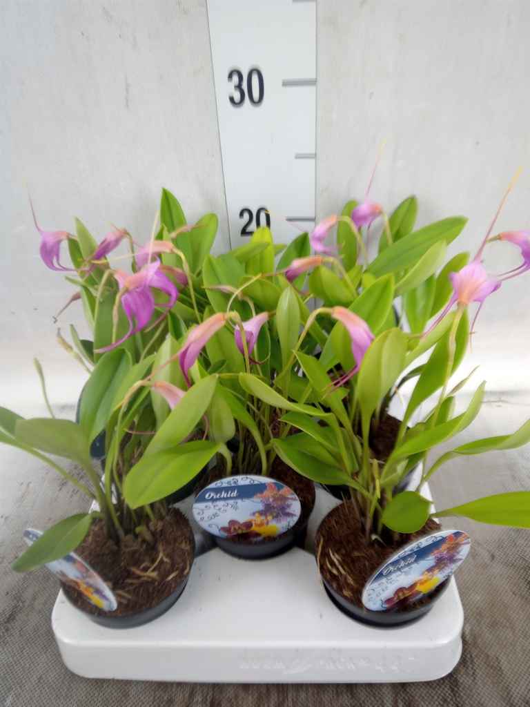 Горшечные цветы и растения оптом Orchideeen   ... от 8шт из Голландии с доставкой по России
