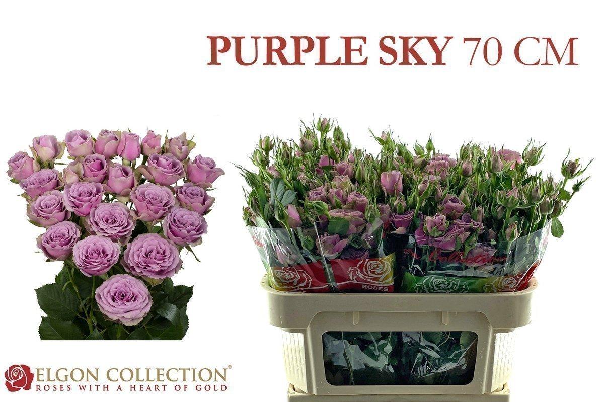 Срезанные цветы оптом Rosa spray purple sky от 40шт из Голландии с доставкой по России