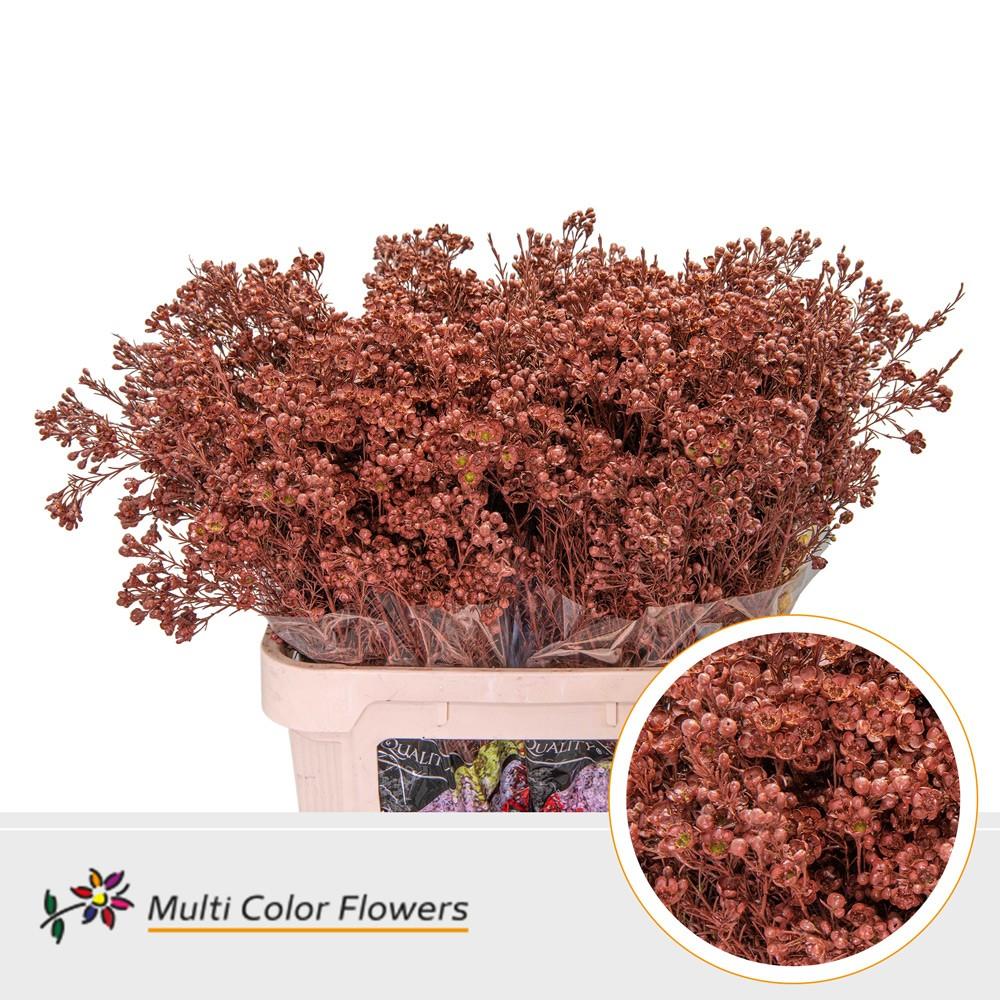 Срезанные цветы оптом Chamelaucium paint brown от 75шт из Голландии с доставкой по России