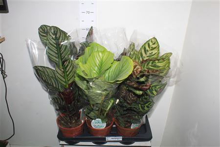 Горшечные цветы и растения оптом Calat Gem от 6шт из Голландии с доставкой по России