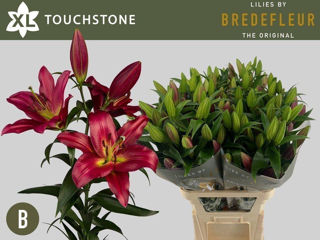 Срезанные цветы оптом Lilium or touchstone от 30шт из Голландии с доставкой по России