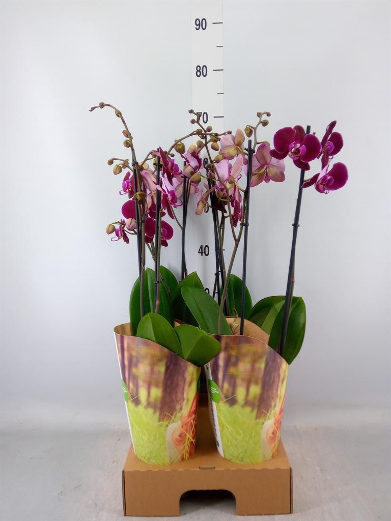 Горшечные цветы и растения оптом Phalaenopsis   ...red от 4шт из Голландии с доставкой по России