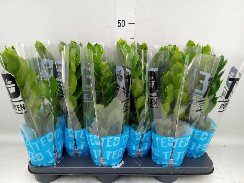 Горшечные цветы и растения оптом Zamioculcas Zamiifolia от 12шт из Голландии с доставкой по России