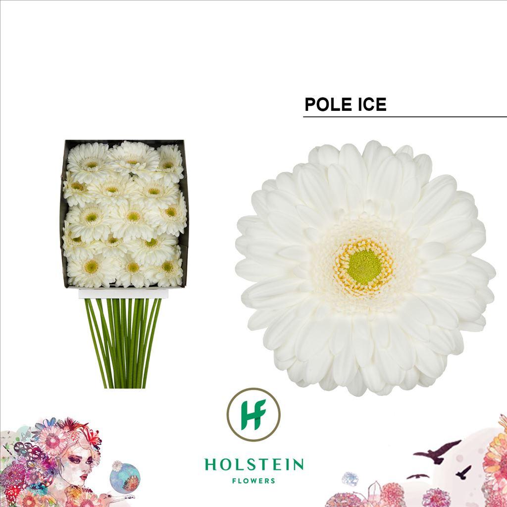 Срезанные цветы оптом Gerbera diamond pole ice от 15шт из Голландии с доставкой по России