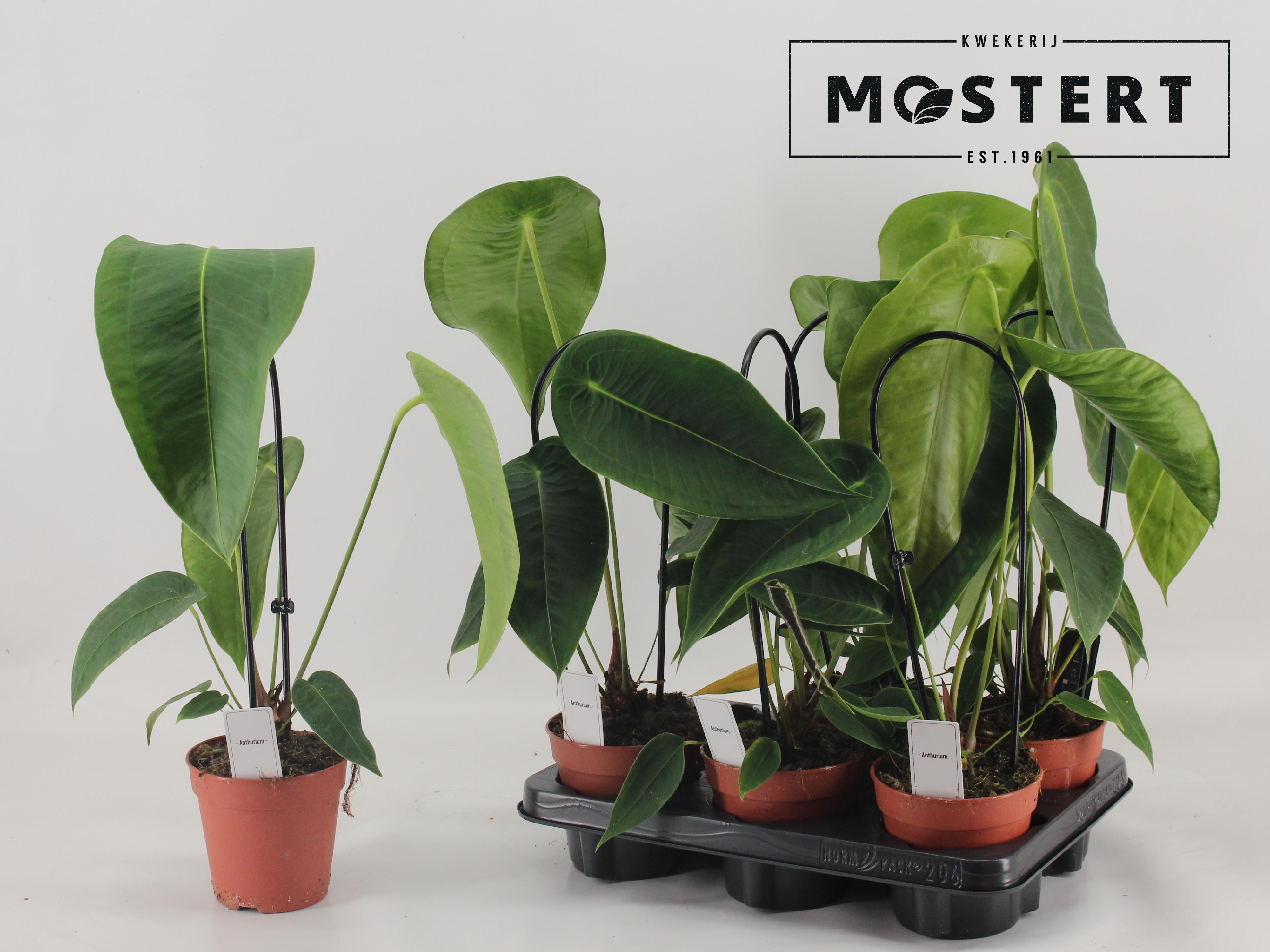 Горшечные цветы и растения оптом Anthurium Regale от 6шт из Голландии с доставкой по России