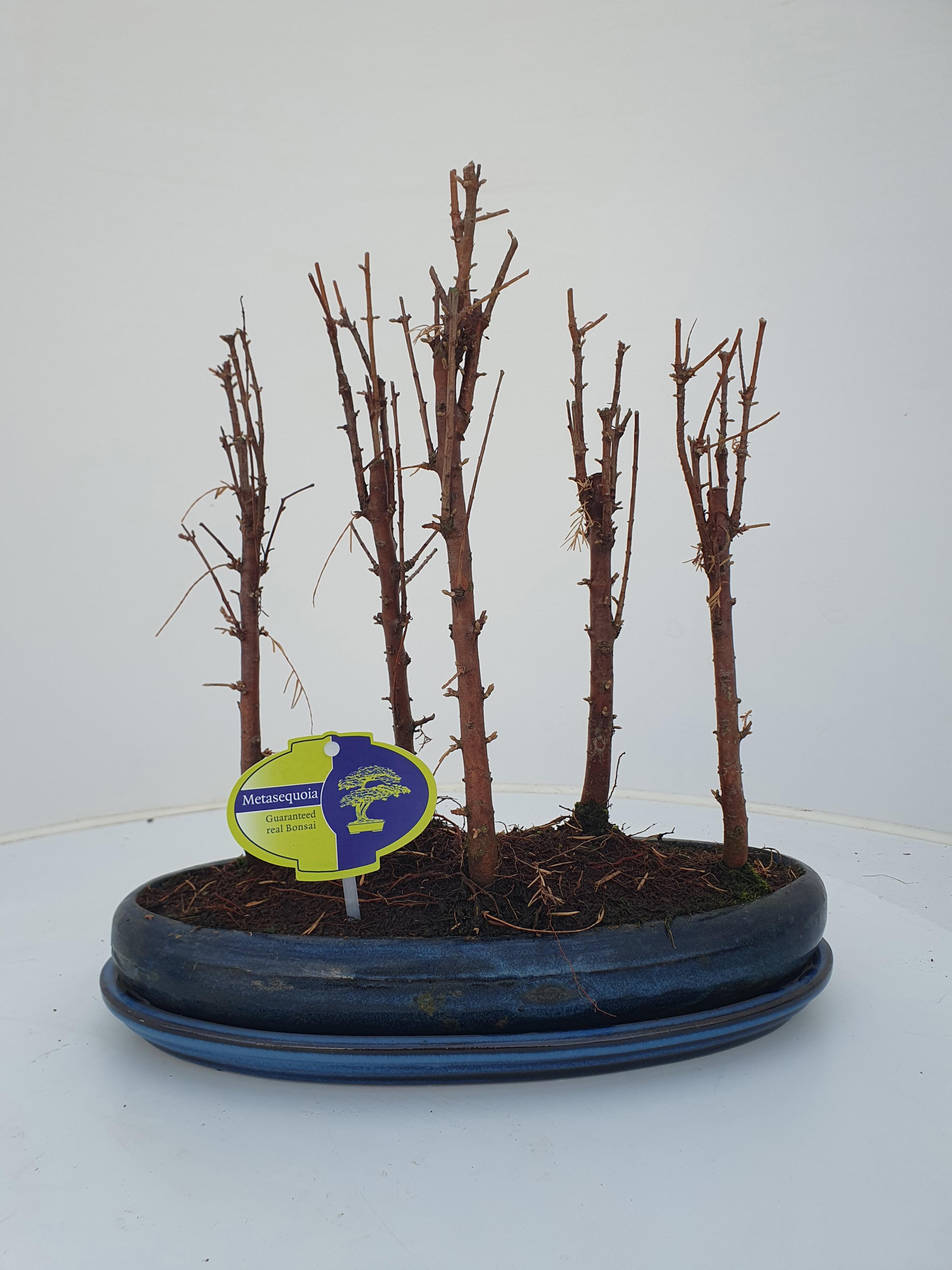 Горшечные цветы и растения оптом Metasequoia Glyptostroboides, 30 Cm., Group 5 Stem от 3шт из Голландии с доставкой по России