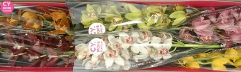 Срезанные цветы оптом Minicymbidium mix от 6шт из Голландии с доставкой по России