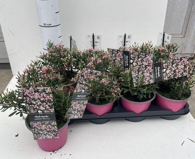 Горшечные цветы и растения оптом Androm Po Blue Ice от 8шт из Голландии с доставкой по России