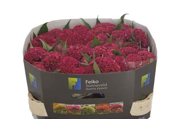 Срезанные цветы оптом Celosia act rima от 40шт из Голландии с доставкой по России