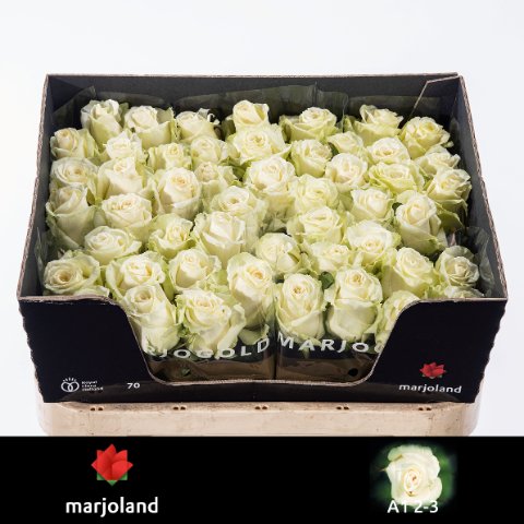 Срезанные цветы оптом Rosa large dolomiti от 50шт из Голландии с доставкой по России