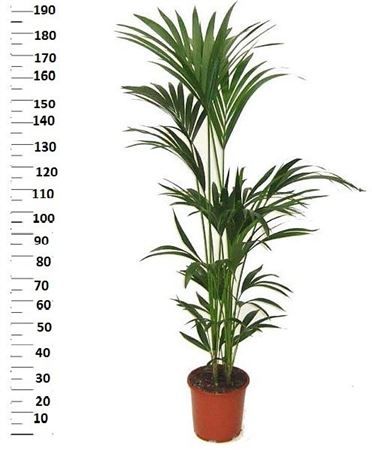 Горшечные цветы и растения оптом Howea Forsteriana 5 Stek P24 190cm от 1шт из Голландии с доставкой по России