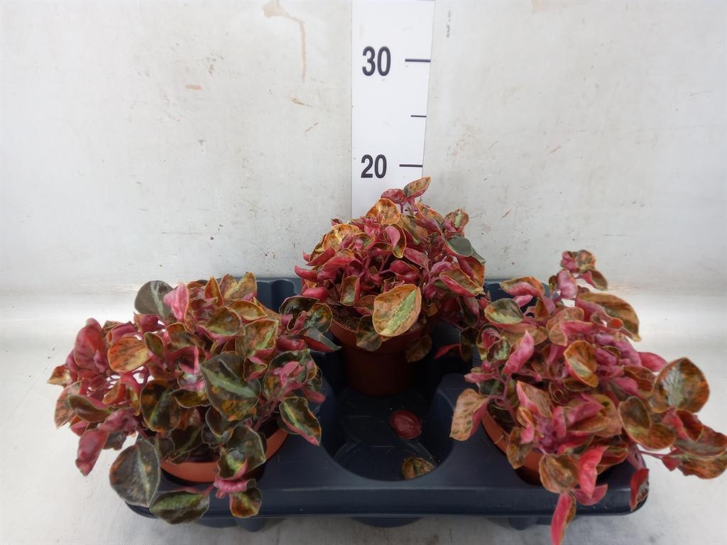 Горшечные цветы и растения оптом Peperomia Caperata   ... от 3шт из Голландии с доставкой по России