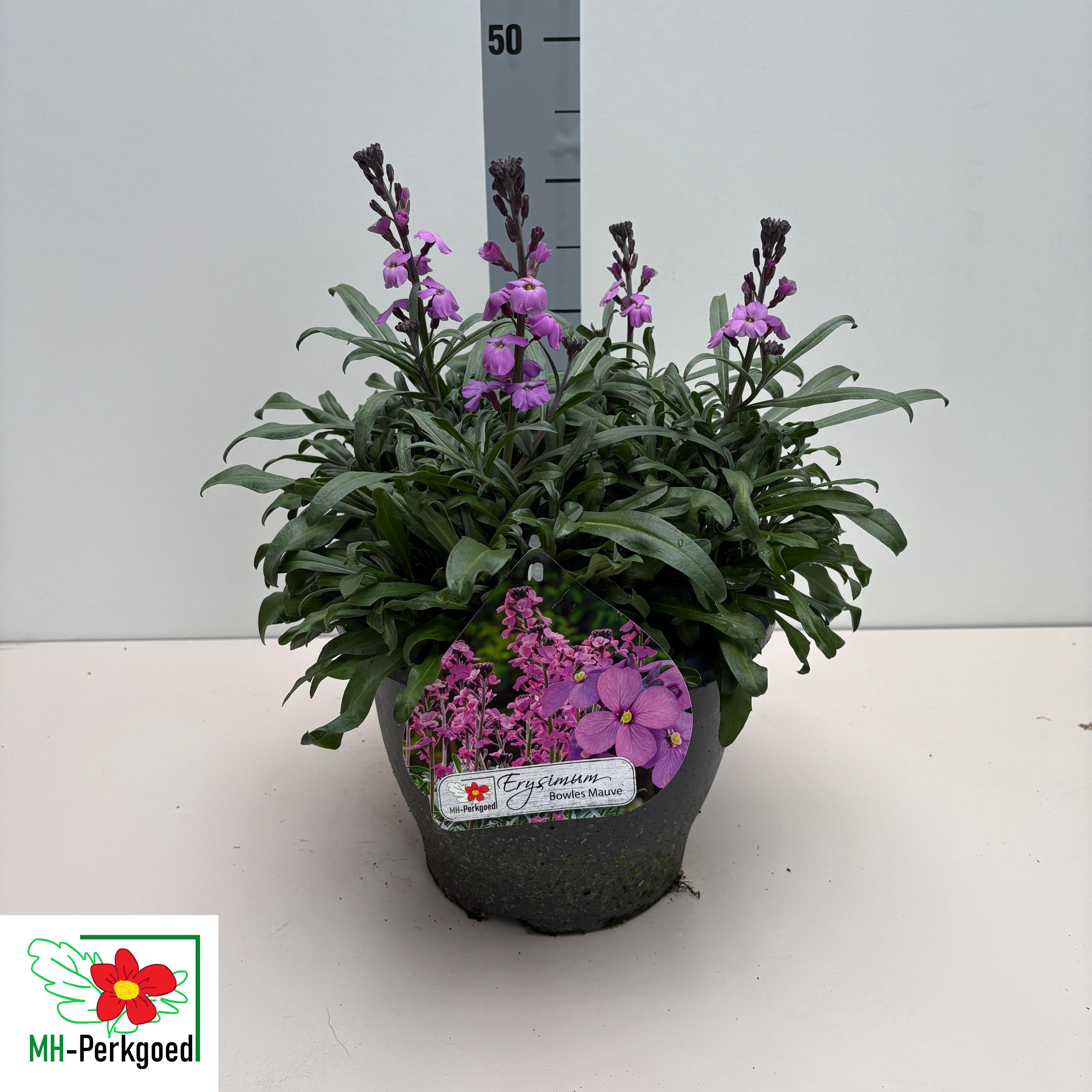 Горшечные цветы и растения оптом Erys Bowles Mauve от 1шт из Голландии с доставкой по России