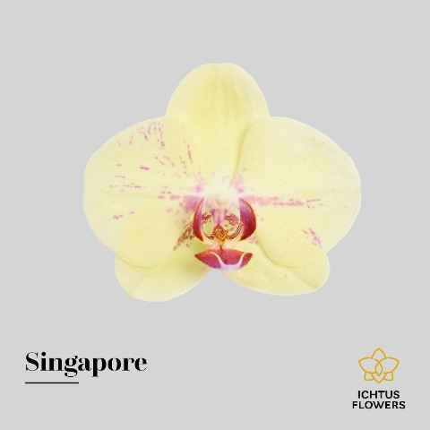 Срезанные цветы оптом Phalaenopsis other (per flower) от 100шт из Голландии с доставкой по России