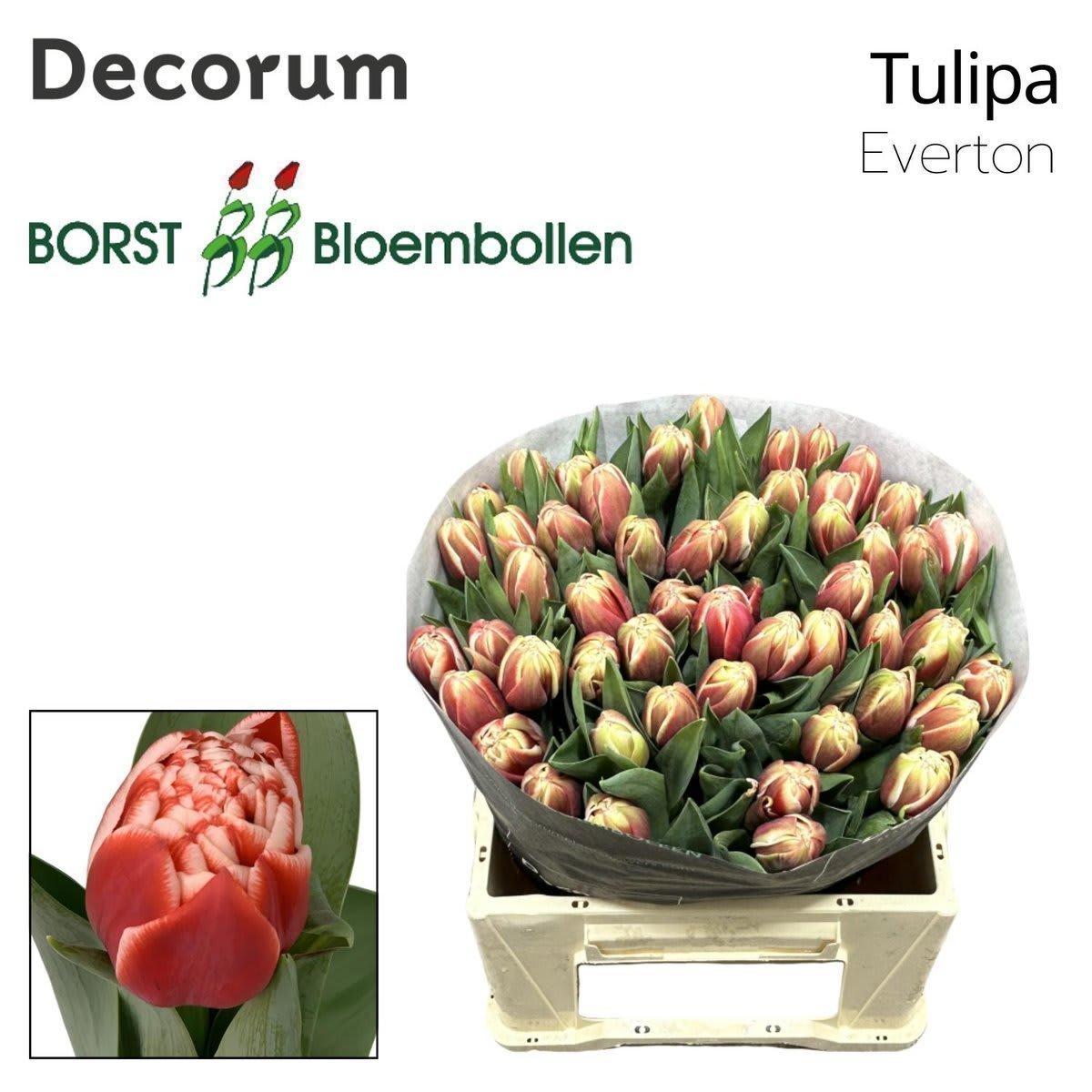 Срезанные цветы оптом Tulipa do everton от 50шт из Голландии с доставкой по России