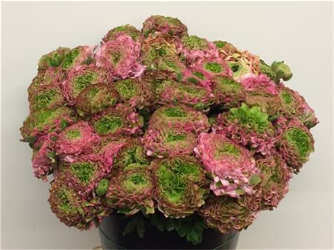 Срезанные цветы оптом Ranunculus pon pon aurora от 100шт из Голландии с доставкой по России