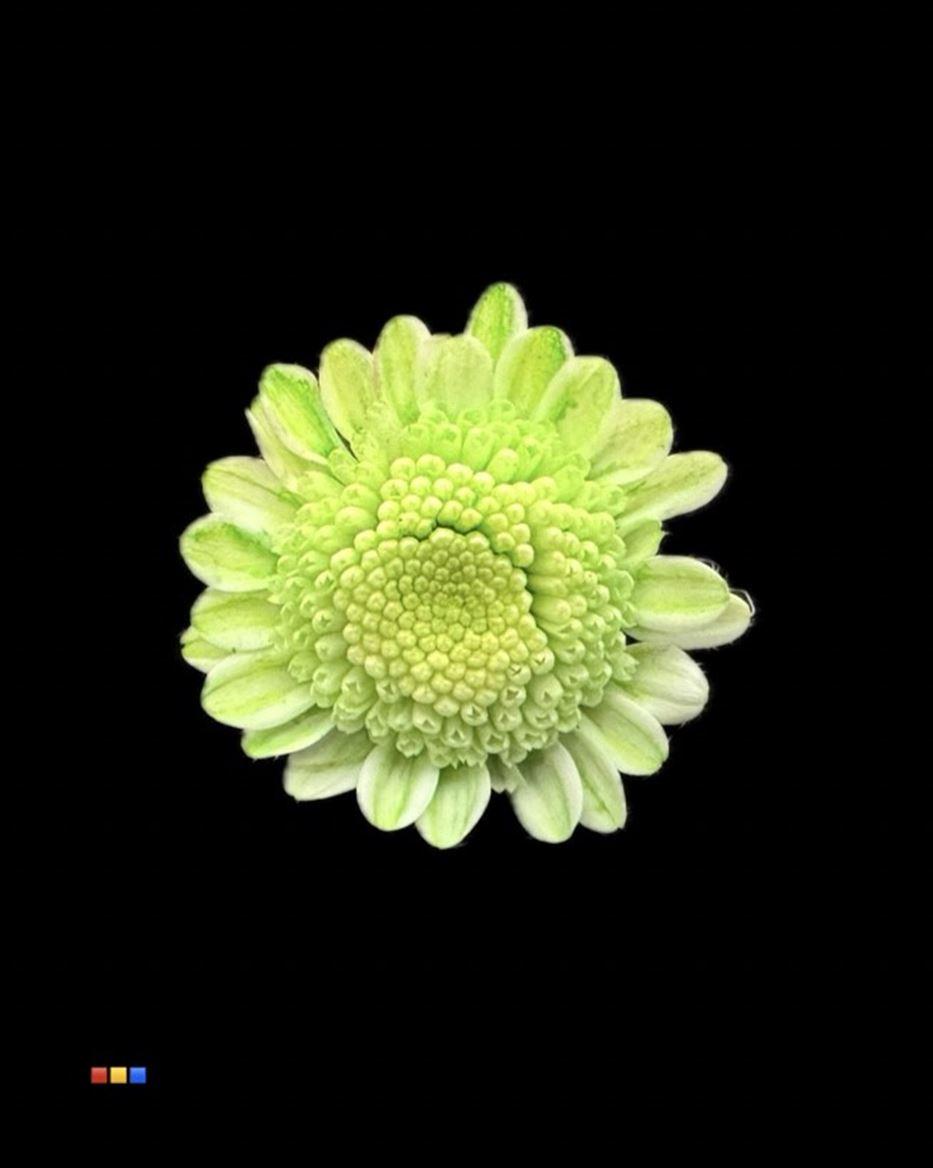 Срезанные цветы оптом Chrys sp paint stallion dusty green от 60шт из Голландии с доставкой по России