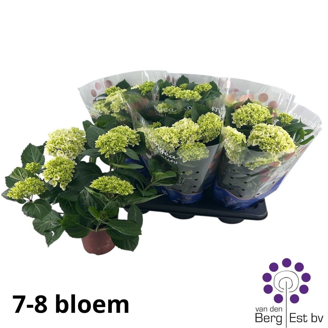 Горшечные цветы и растения оптом Hydr M Hi White Sun от 6шт из Голландии с доставкой по России