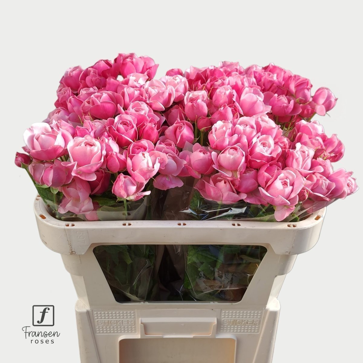 Срезанные цветы оптом Rosa spray silva pink+ от 25шт из Голландии с доставкой по России