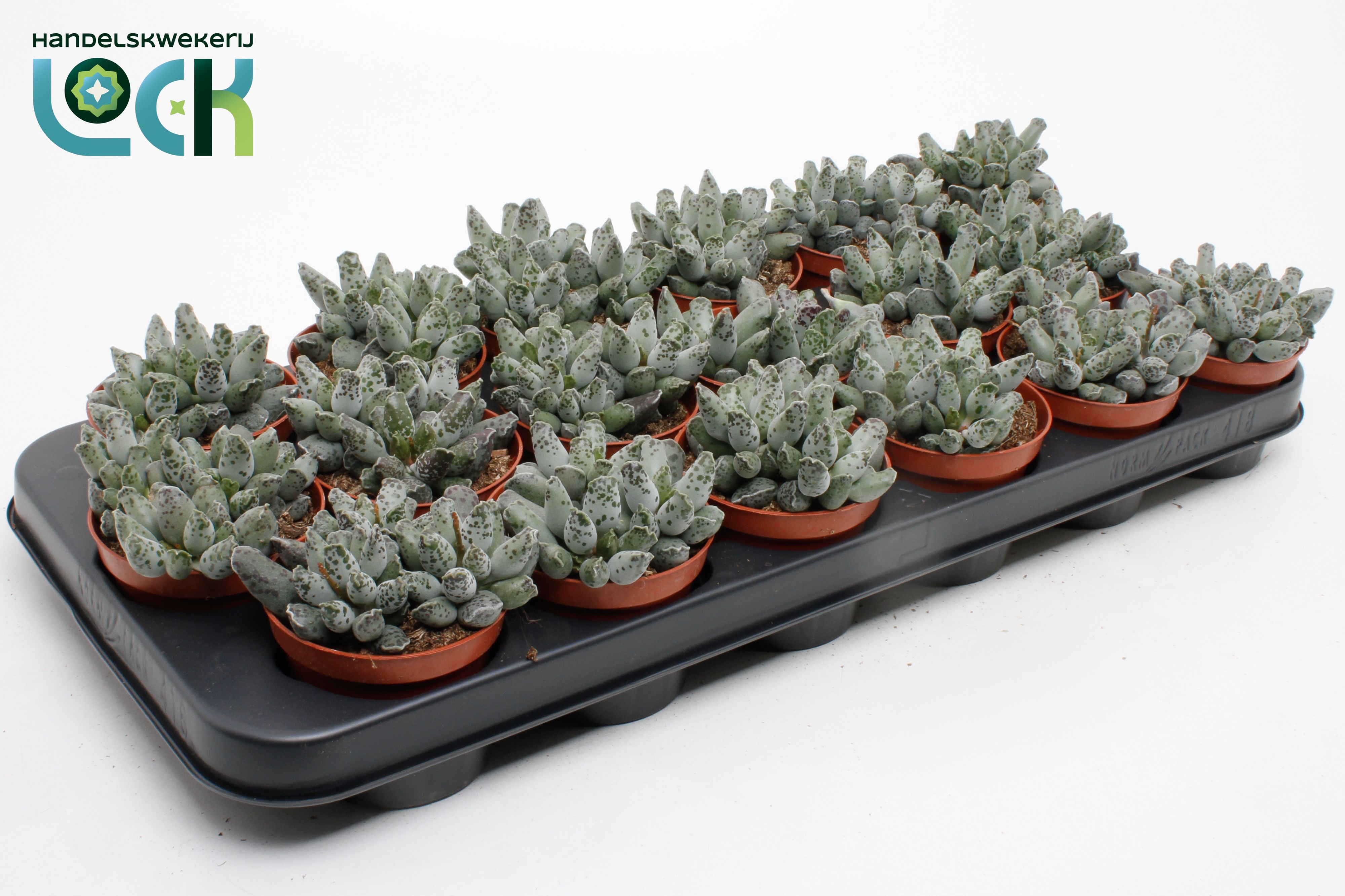 Горшечные цветы и растения оптом Adromiscus Cooperi от 18шт (для телеги) из Голландии с доставкой по России