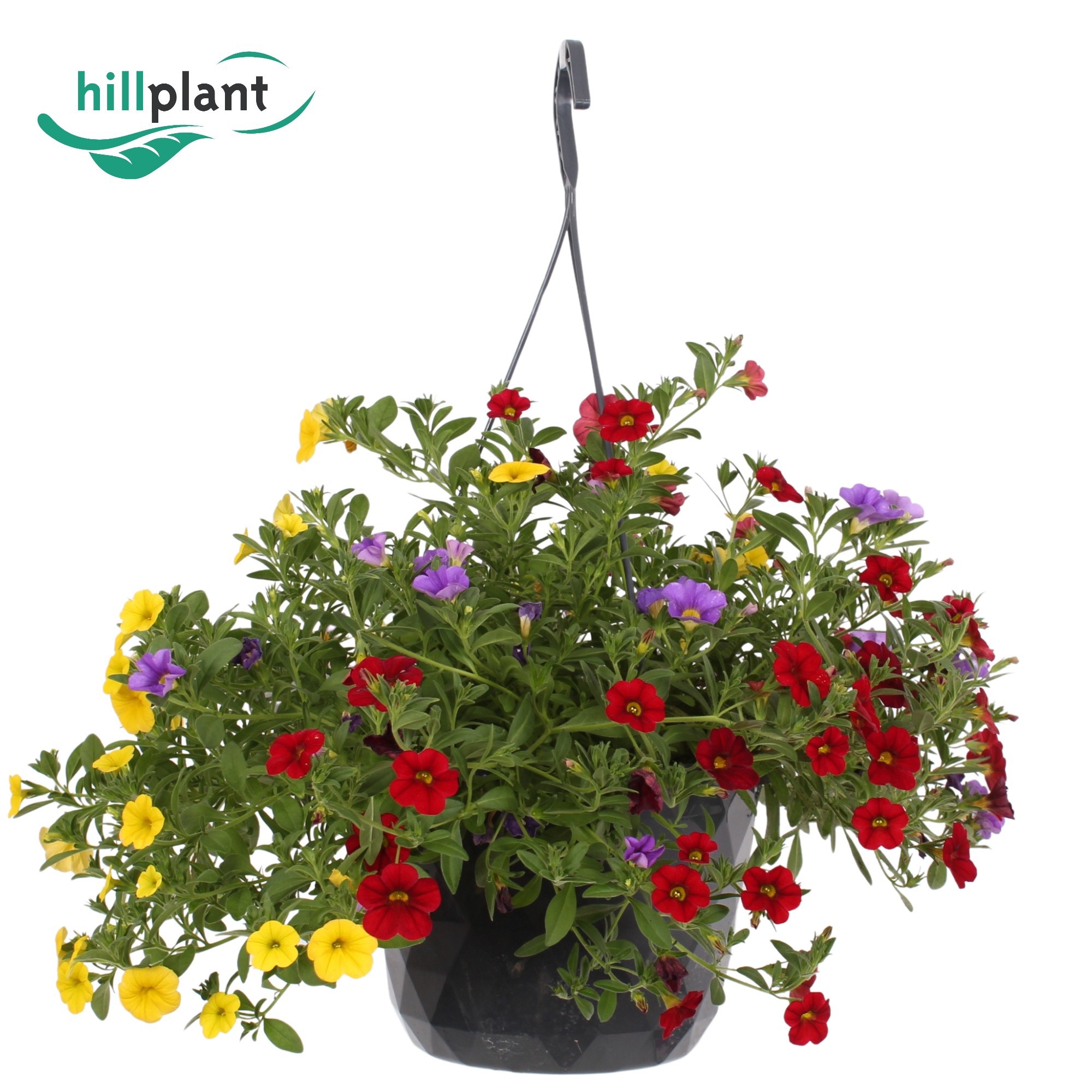 Горшечные цветы и растения оптом Calibrachoa Hangpot Gemengd Rood Paars Geel от 1шт из Голландии с доставкой по России