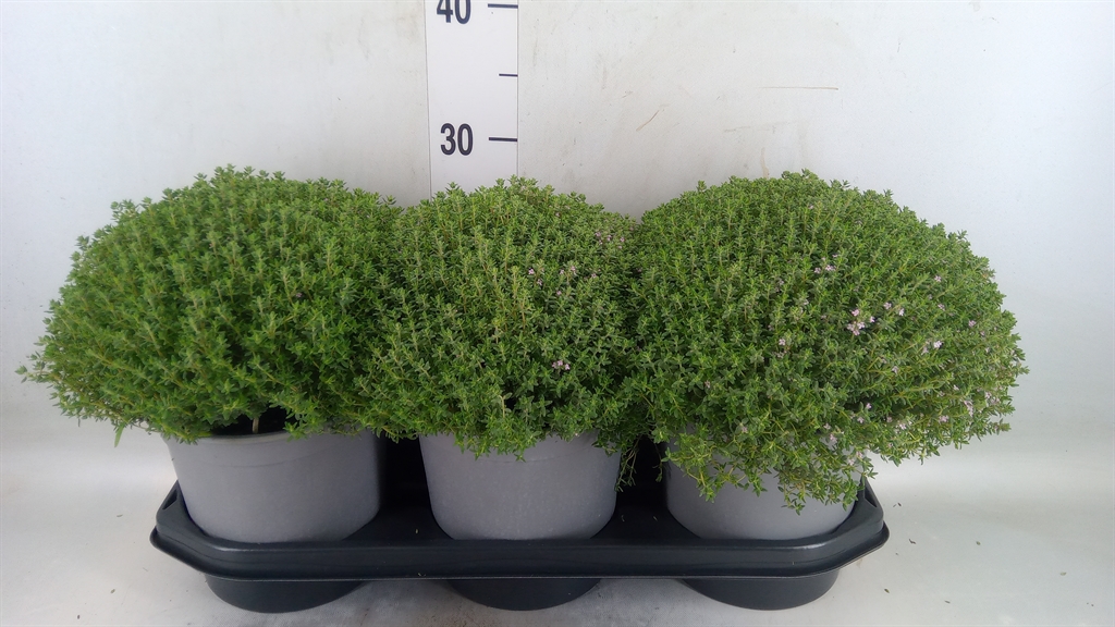 Горшечные цветы и растения оптом Thymus Vulgaris от 3шт из Голландии с доставкой по России