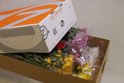 Срезанные цветы оптом Chrys sp re mix in box от 80шт из Голландии с доставкой по России