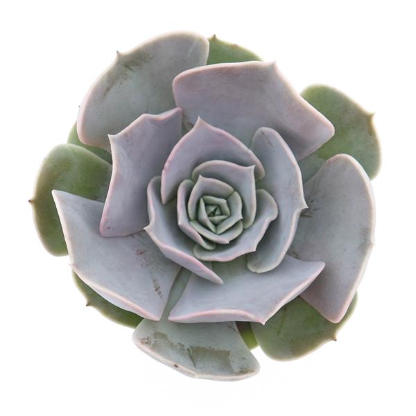 Горшечные цветы и растения оптом Echeveria Pollux от 12шт (для телеги) из Голландии с доставкой по России