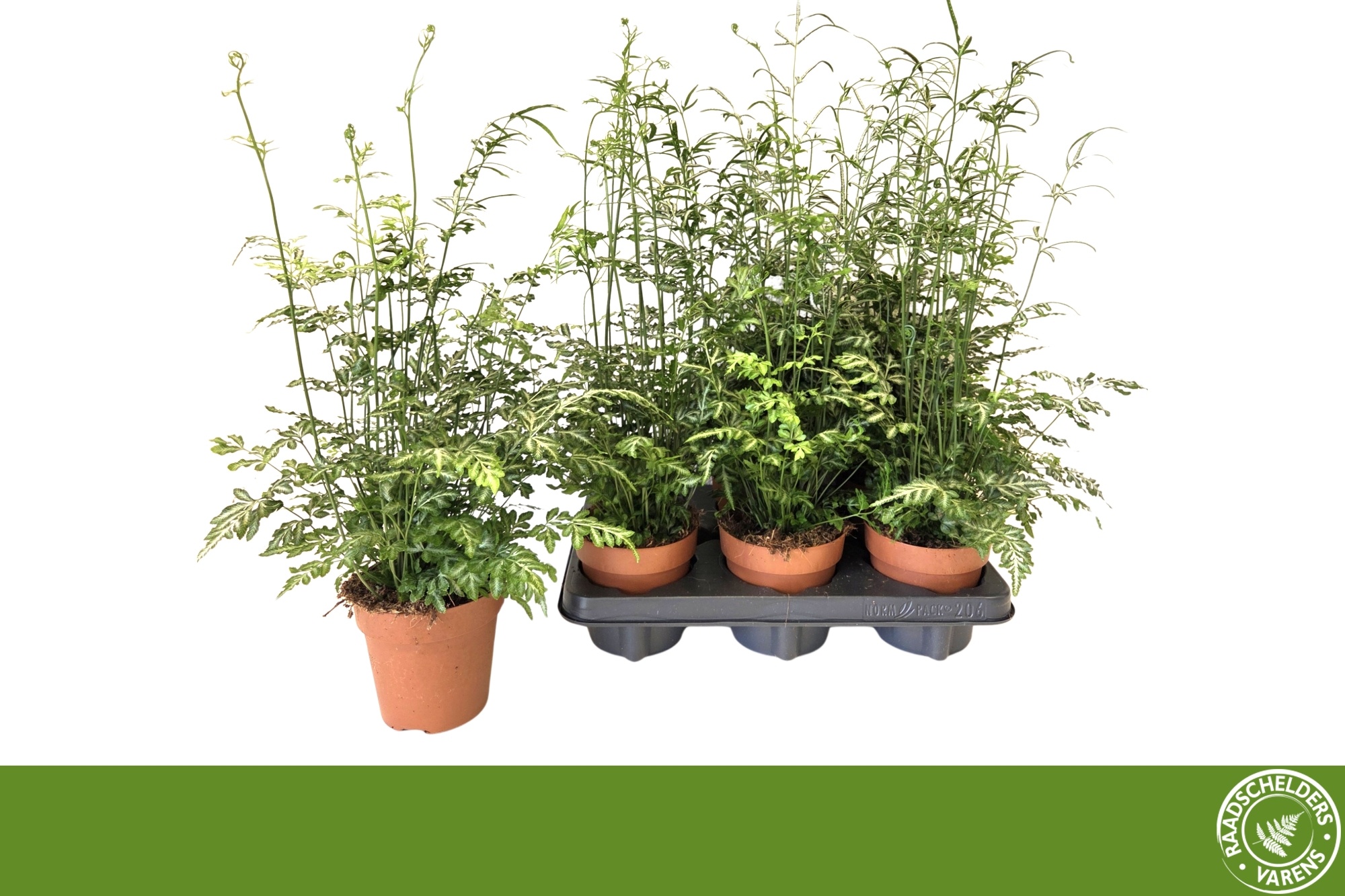 Горшечные цветы и растения оптом Pteris Evergemienis от 6шт из Голландии с доставкой по России