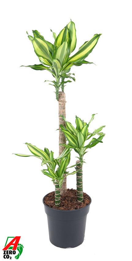 Горшечные цветы и растения оптом Dracaena Diamond Dream 60-30-15 от 1шт из Голландии с доставкой по России